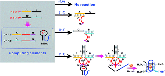 A label-free and enzyme-free platform with a visible output for ...