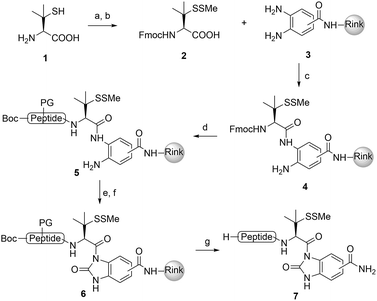Traceless β-mercaptan-assisted activation of valinyl benzimidazolinones