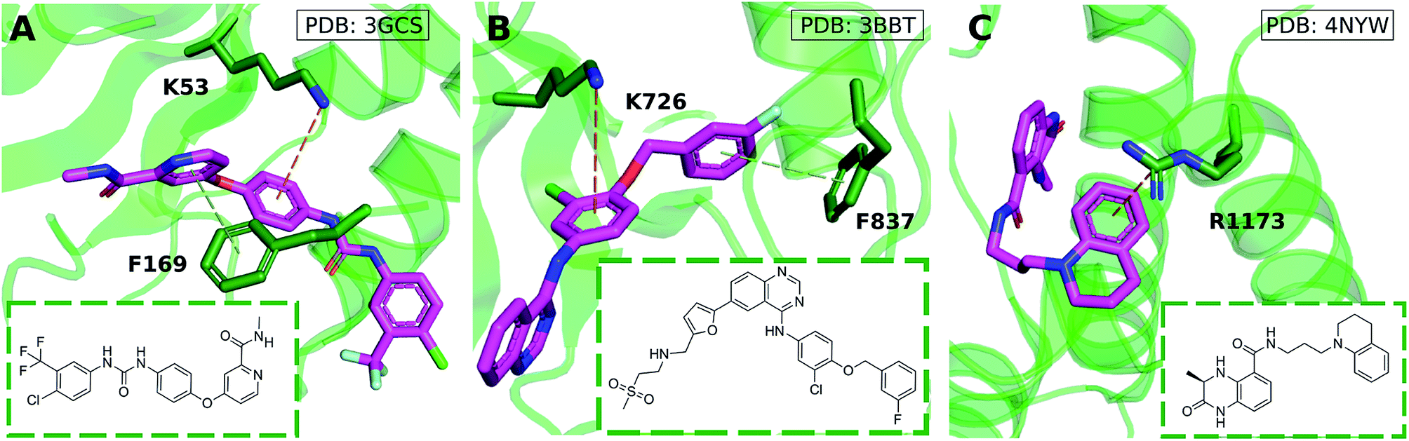 یکی از انواع پیوندهای مهم در ساختار پروتئین CATION-PI