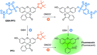 The development of a novel AND logic based fluorescence probe for the ...