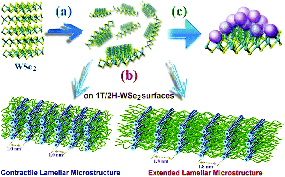 Dynamic tungsten diselenide nanomaterials: supramolecular assembly ...