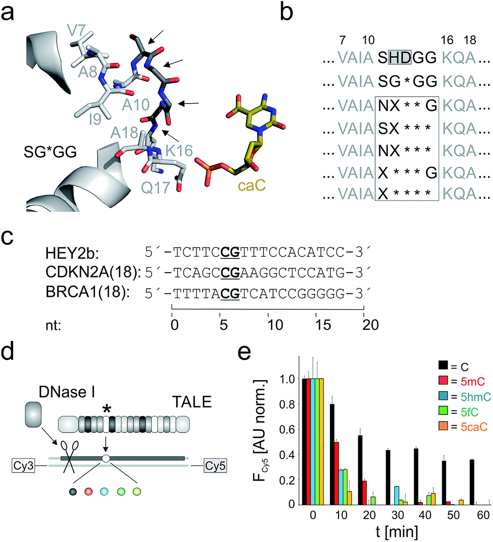 Overcoming Conservation In Tale Dna Interactions A Minimal Repeat Scaffold Enables Selective Recognition Of An Oxidized 5 Methylcytosine Chemical Science Rsc Publishing