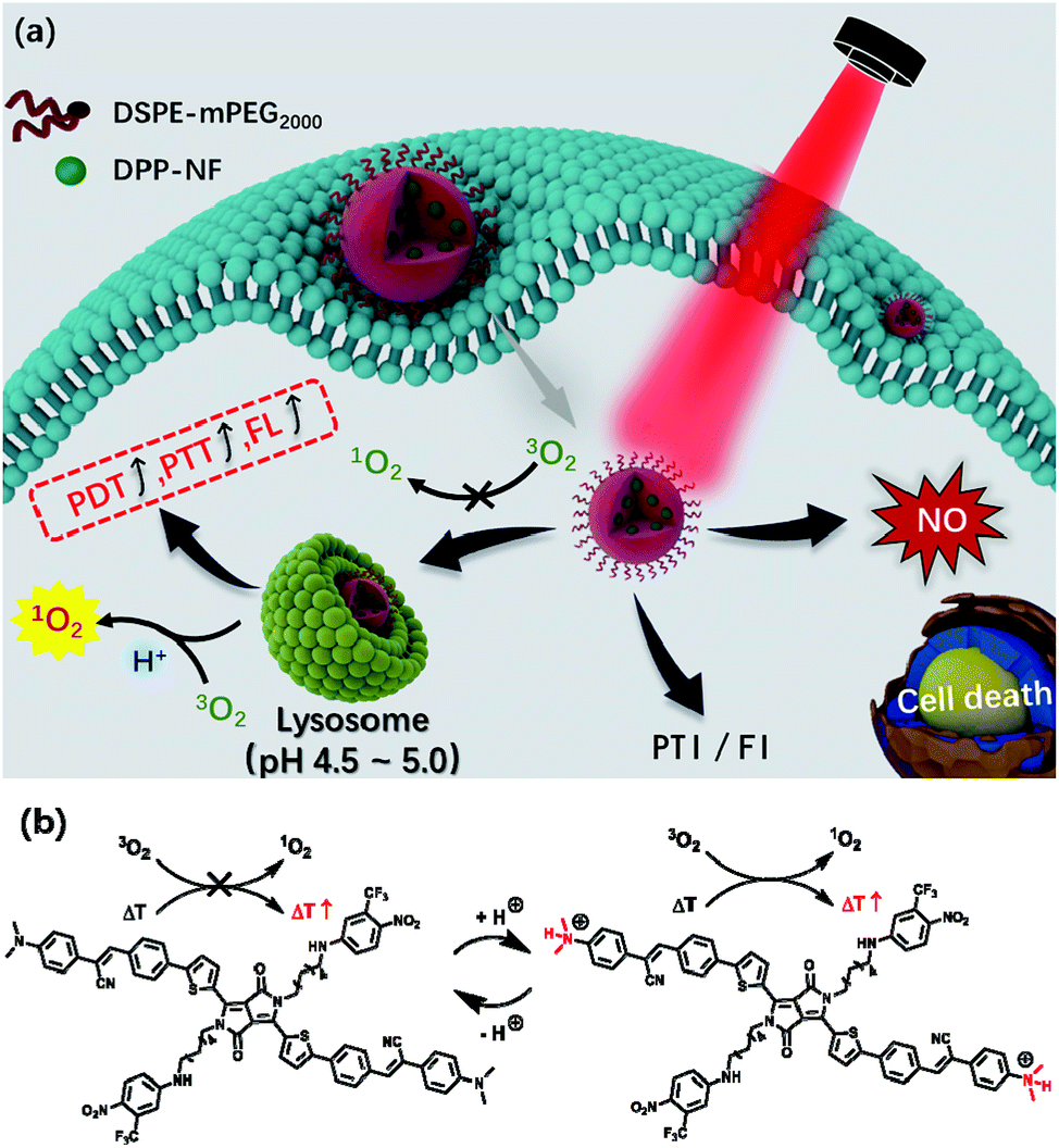 A Light Induced Nitric Oxide Controllable Release Nano Platform Based On Diketopyrrolopyrrole Derivatives For Ph Responsive Photodynamic Photothermal Synergistic Cancer Therapy Chemical Science Rsc Publishing