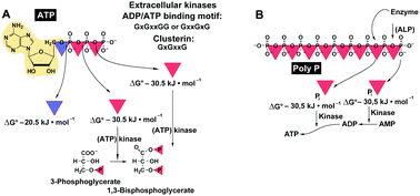 Amorphous polyphosphate, a smart bioinspired nano-/bio-material for ...