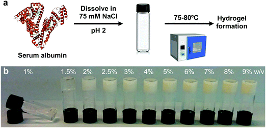 Elastic serum-albumin based hydrogels: mechanism of formation and ...