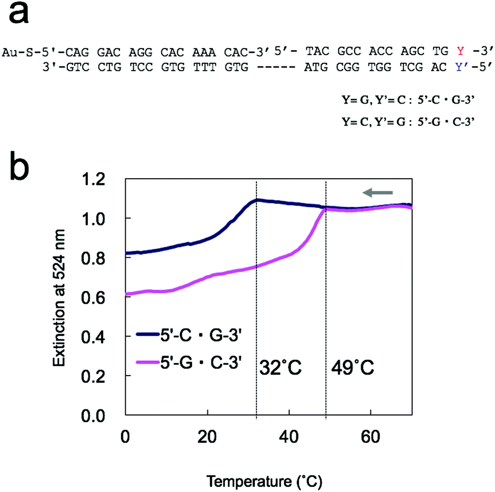 Characterizing The Non Crosslinked Aggregation Of Dna Modified Gold Nanoparticles Effects Of Dna Length And Terminal Base Pair Analyst Rsc Publishing Doi 10 1039 C9an002e