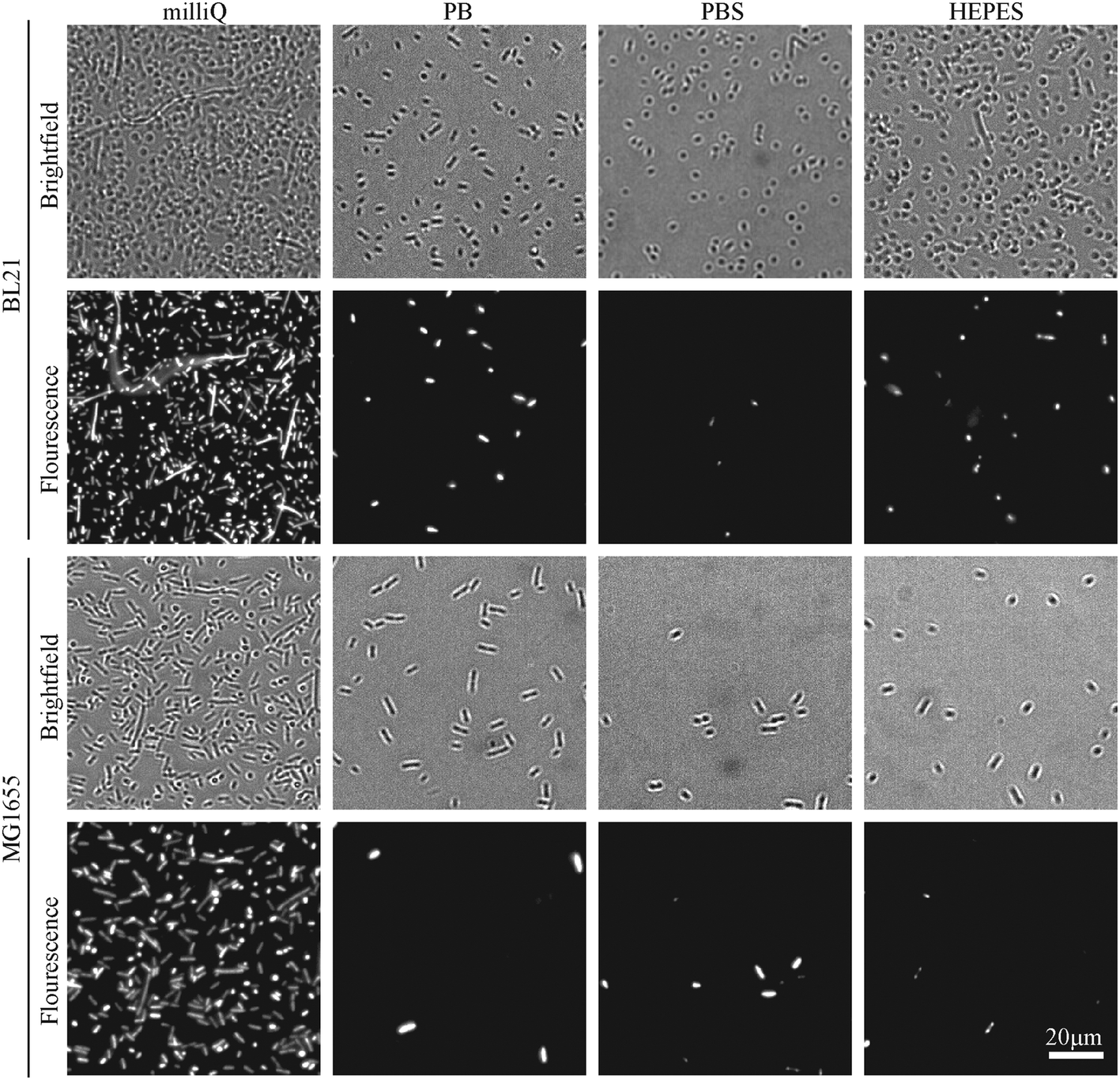 Imaging Live Bacteria At The Nanoscale Comparison Of Immobilisation Strategies Analyst Rsc Publishing Doi 10 1039 C9and