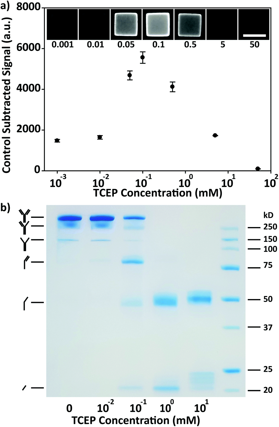 Linker Free Antibody Conjugation For Sensitive Hydrogel Microparticle Based Multiplex Immunoassay Analyst Rsc Publishing Doi 10 1039 C9ane