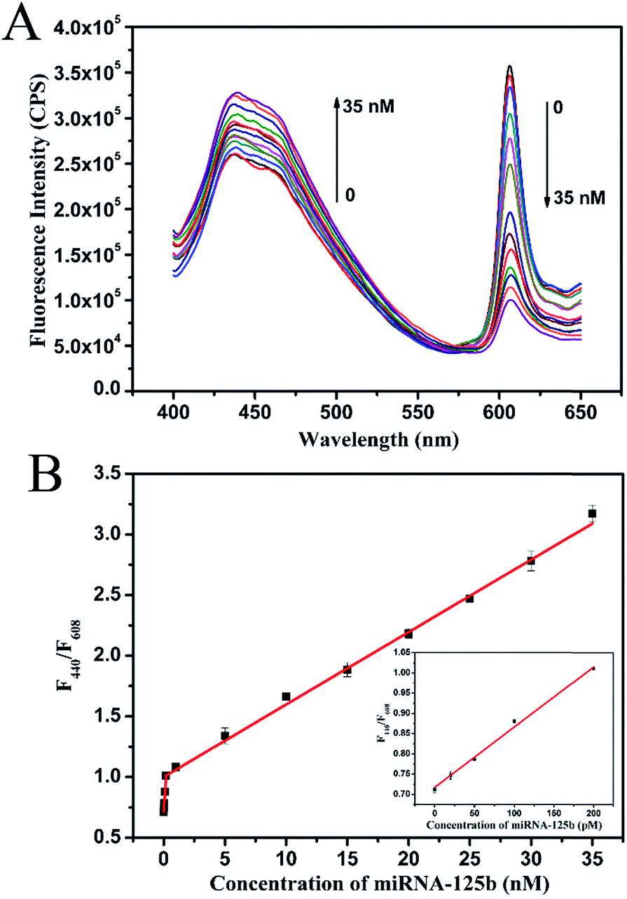 Fluorescence spectra of NMM-probe DNA after incubation with varying