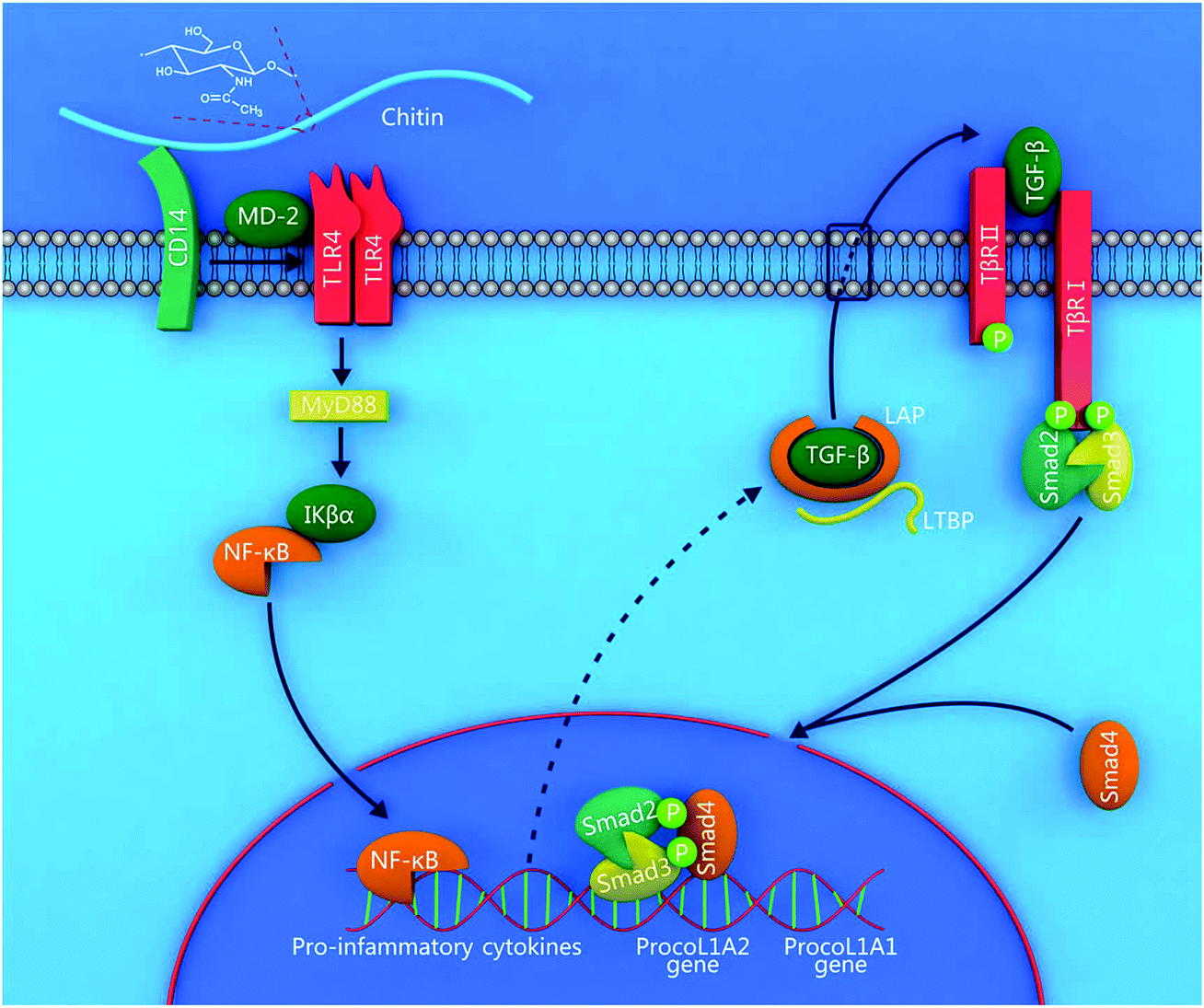 Elucidation of molecular pathways responsible for the accelerated 
