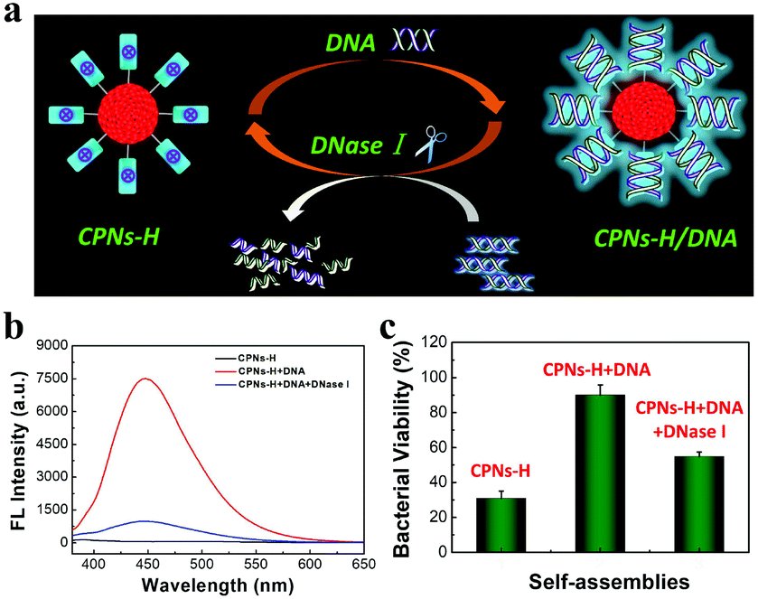 Facile Core Shell Nanoparticles With Controllable Antibacterial Activity Assembled By Chemical And Biological Molecules Biomaterials Science Rsc Publishing Doi 10 1039 C9bm01367a