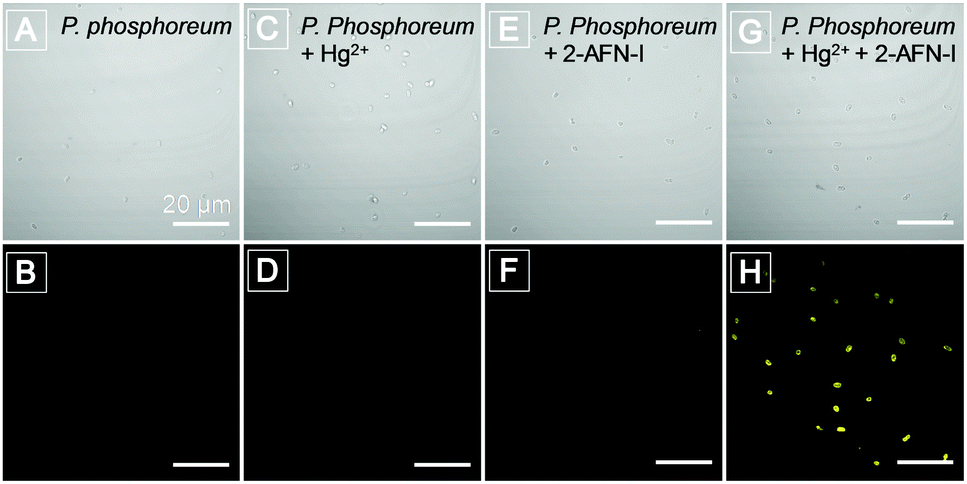 Dual Detection Of Bioaccumulated Hg 2 Based On Luminescent Bacteria And Aggregation Induced Emission Chemical Communications Rsc Publishing Doi 10 1039 C9cc027c