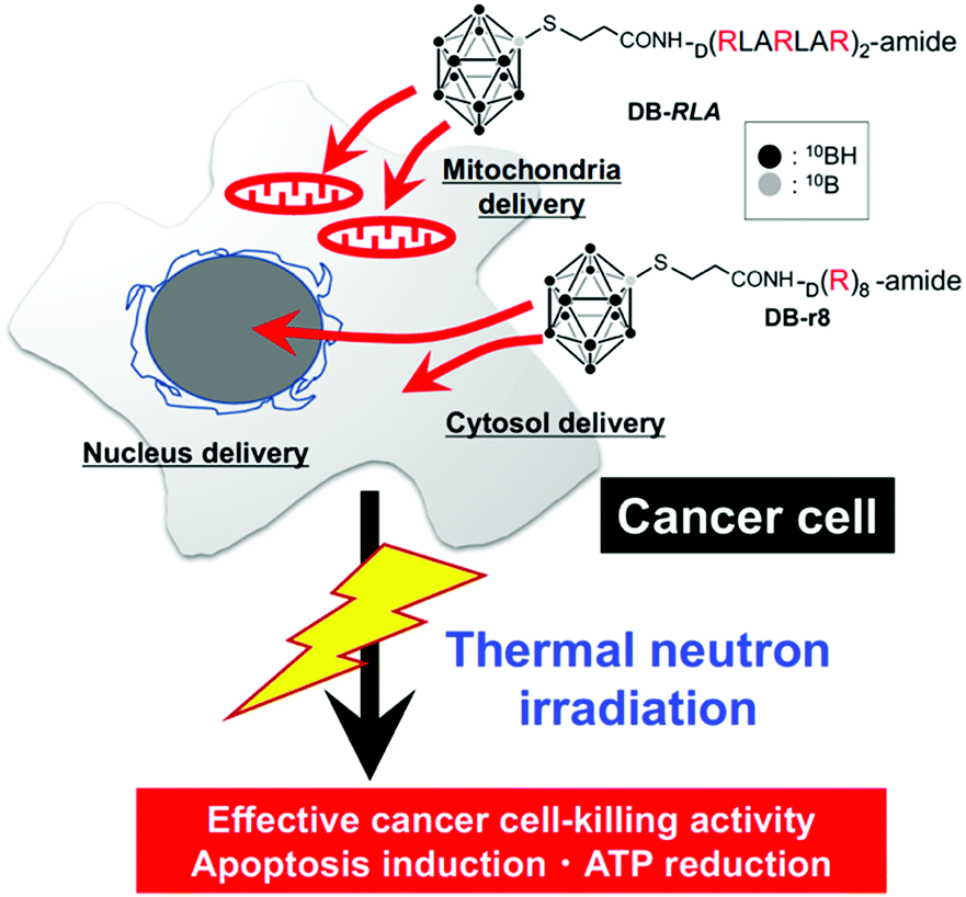 Intracellular target delivery of cell-penetrating peptide 