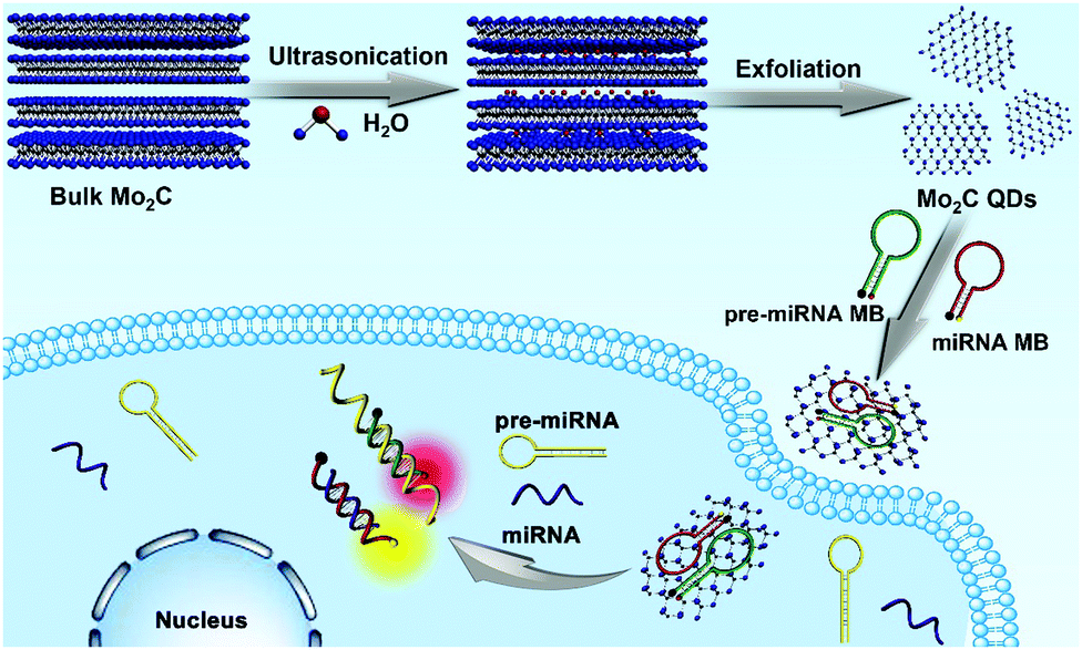 Accurate detection of intracellular microRNAs using functional Mo
