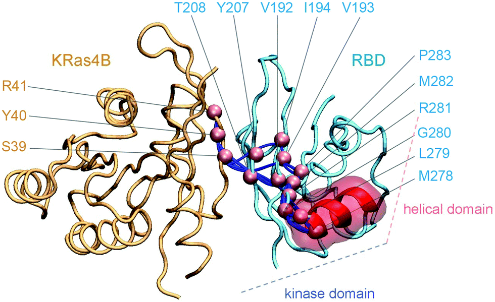 Membrane Composition and Raf[CRD]-Membrane Attachment Are Driving