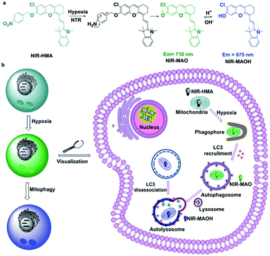 Fluorogenic probes for disease-relevant enzymes - Chemical Fluorogenic probes for disease-relevant enzymes - Chemical