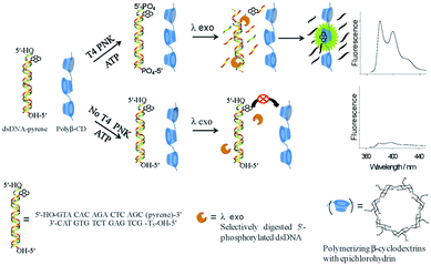 Fluorogenic probes for disease-relevant enzymes - Chemical