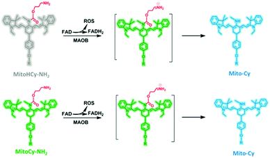 Fluorogenic probes for disease-relevant enzymes - Chemical