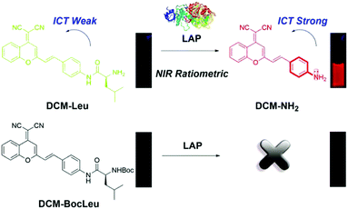 Fluorogenic probes for disease-relevant enzymes - Chemical Society 