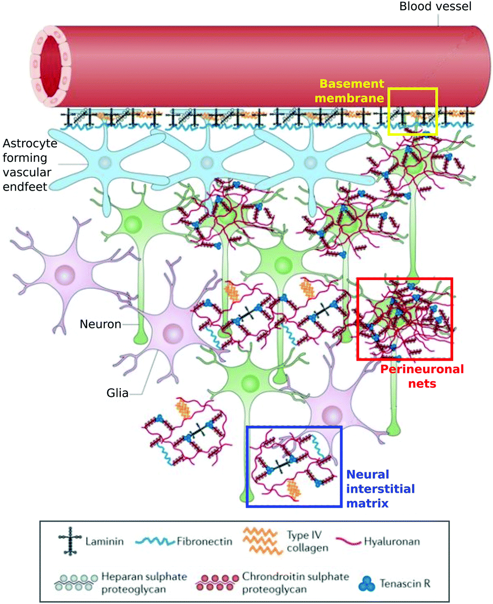 Effects of in vivo conditions on amyloid aggregation - Chemical 