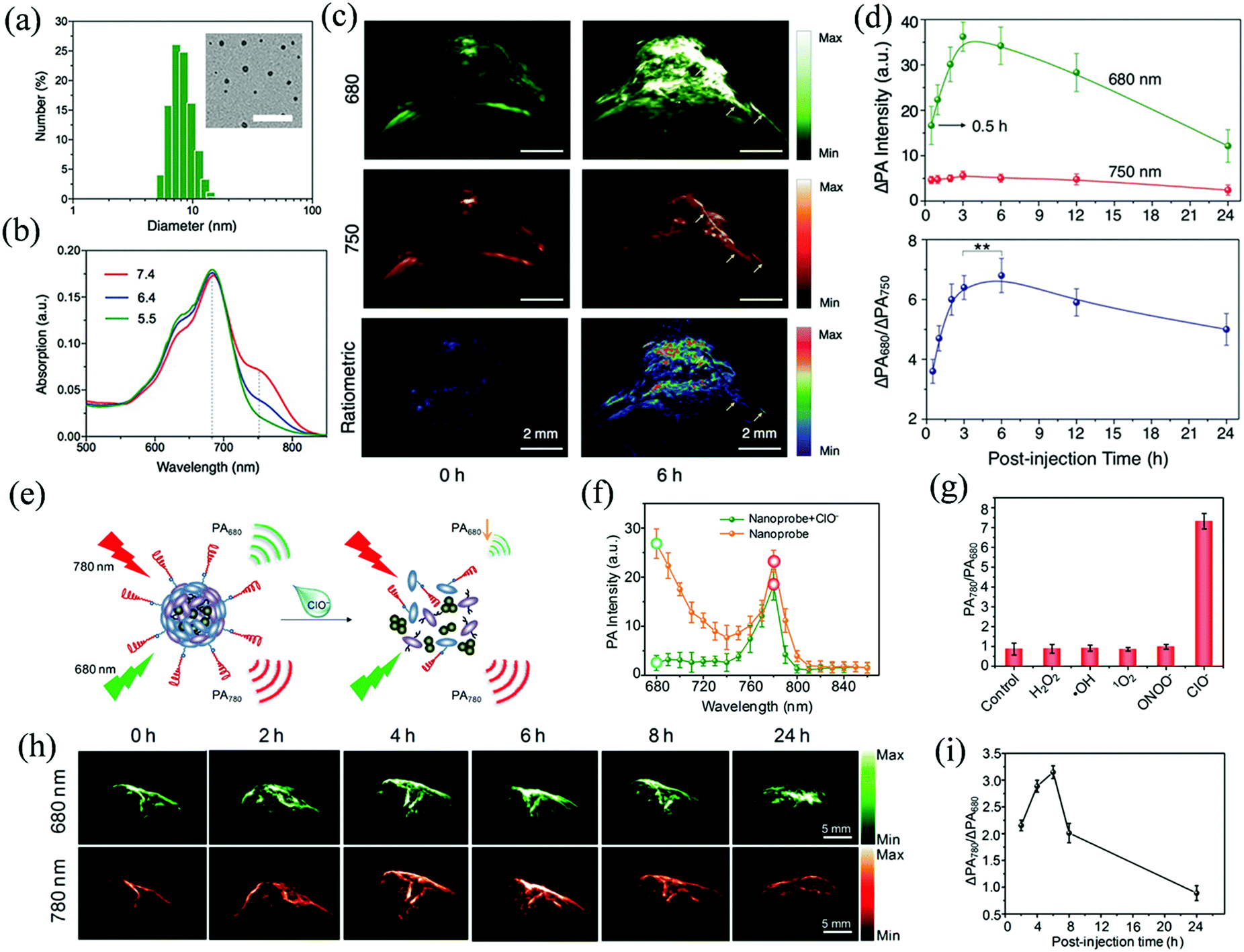 Photothermal therapy and photoacoustic imaging via Photothermal therapy and photoacoustic imaging via