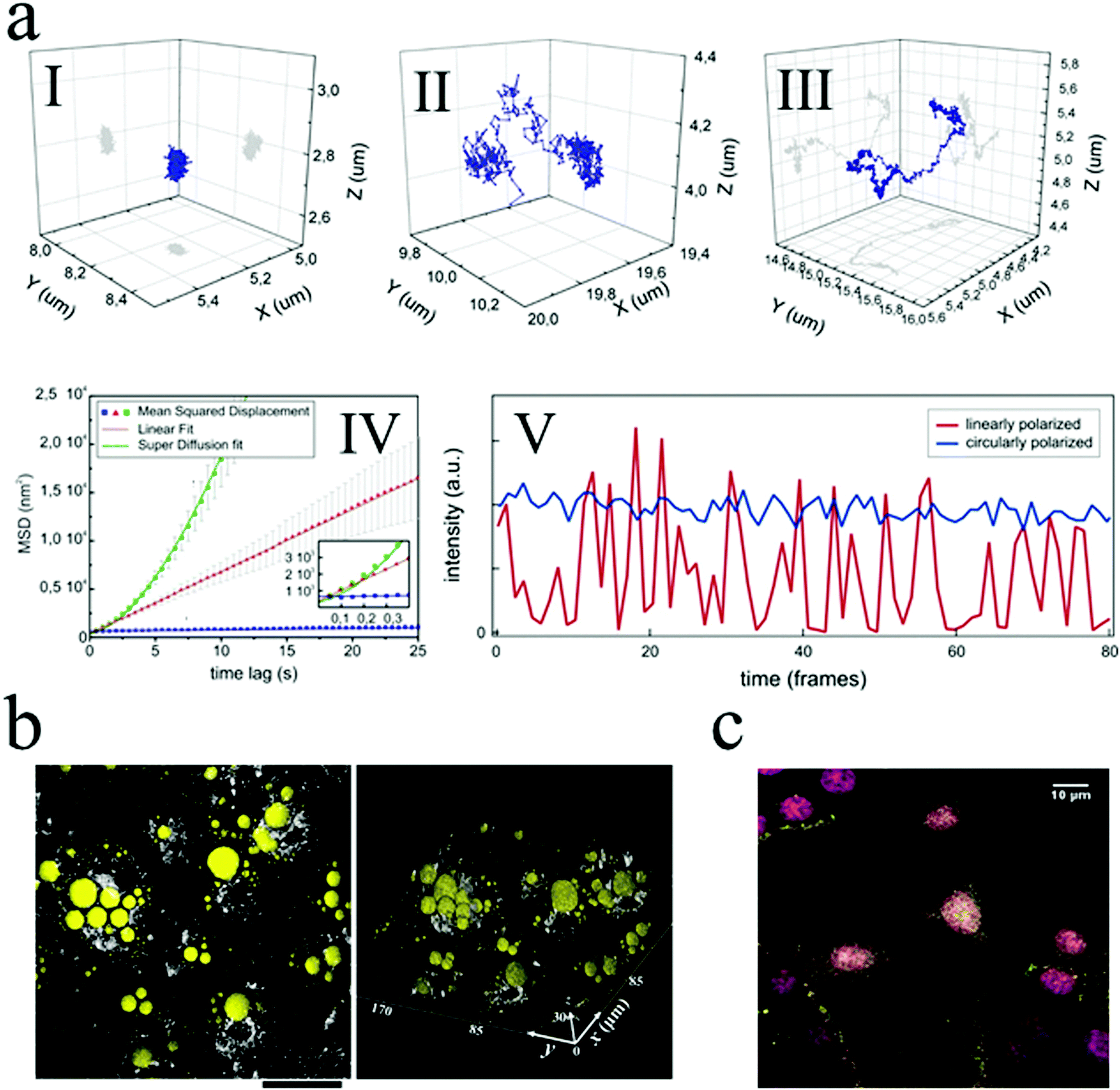 ミイ Spectroscopic and Hydrodynamic Characterisation of DNA