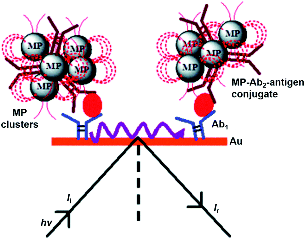 Superparamagnetic Nanoarchitectures For Disease Specific Biomarker Detection Chemical Society Reviews Rsc Publishing Doi 10 1039 C9cs00174c