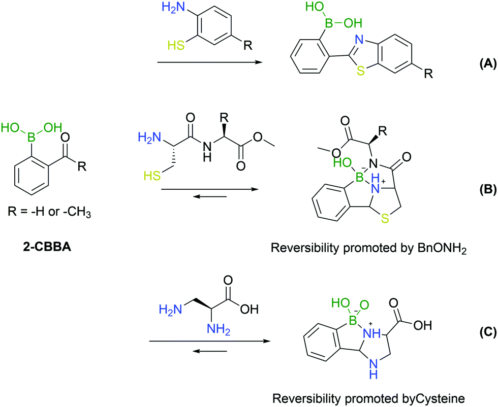 Boronic Acids As Building Blocks For The Construction Of Therapeutically Useful Bioconjugates Chemical Society Reviews Rsc Publishing Doi 10 1039 C9cs00184k