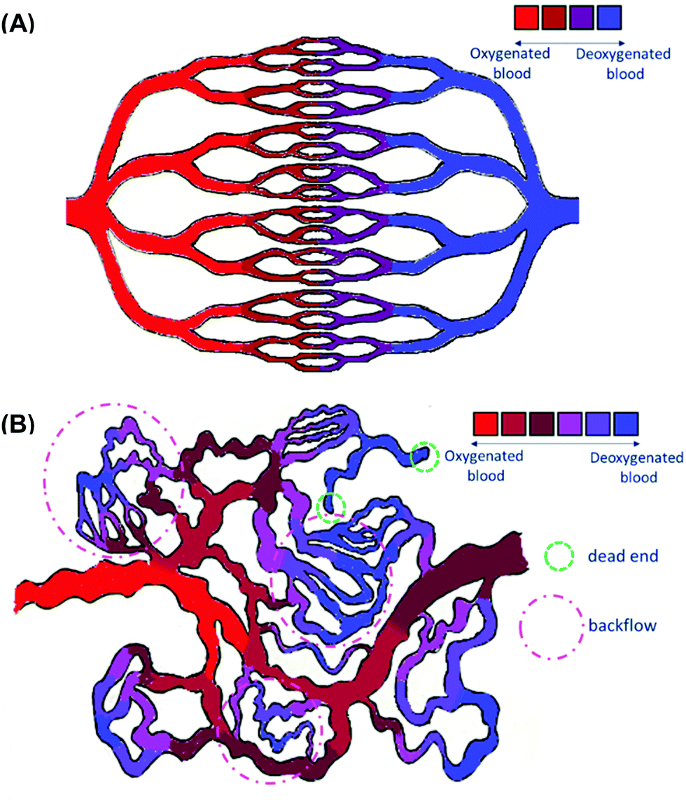 Nanoparticles' interactions with vasculature in diseases