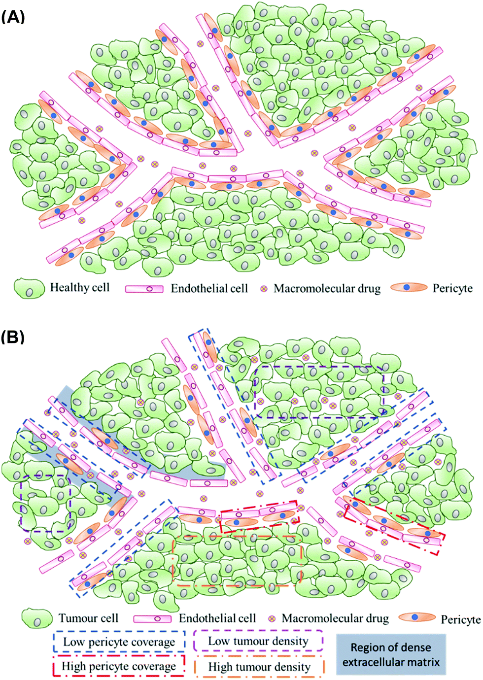 Nanoparticles' interactions with vasculature in diseases