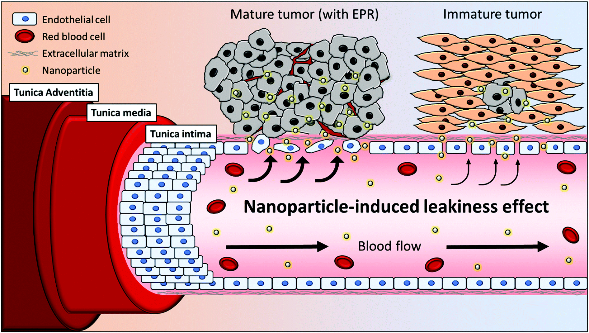 Nanoparticles' interactions with vasculature in diseases