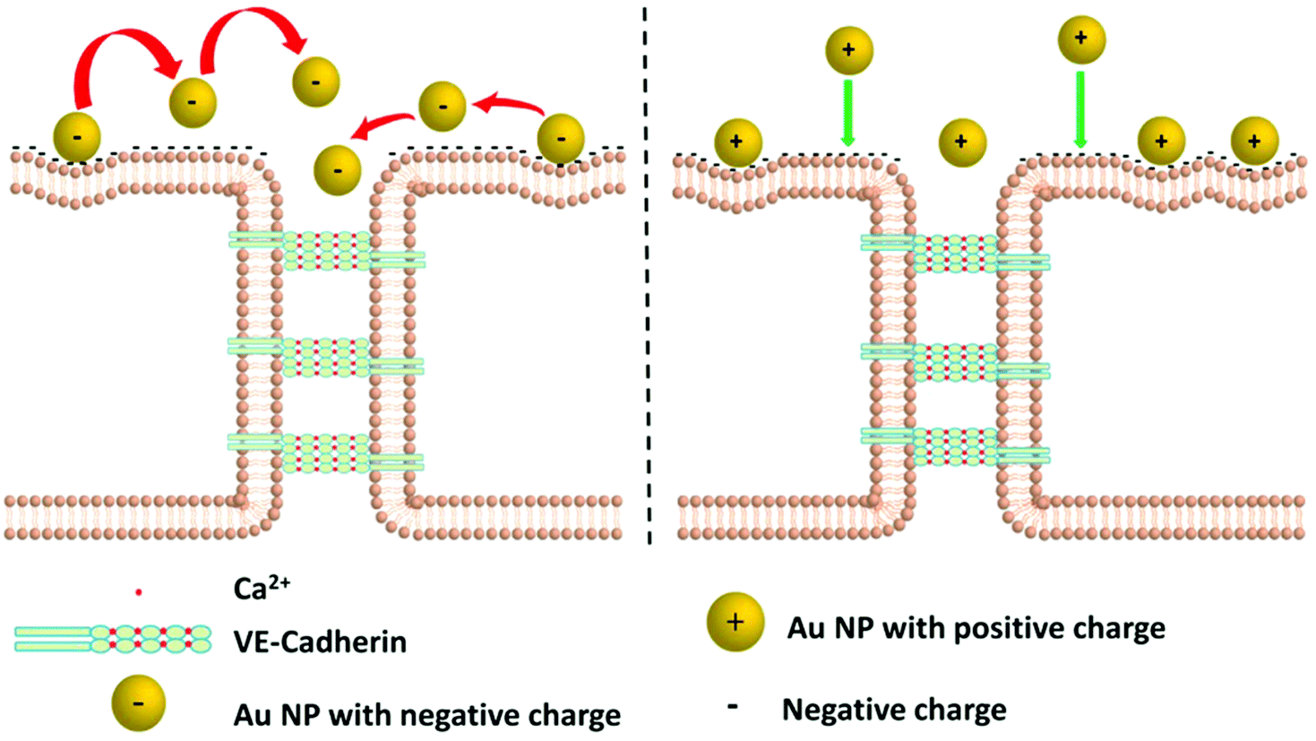 チャン Nanoparticles' interactions with vasculature in diseases