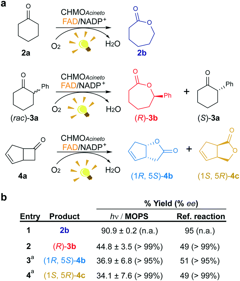 Morpholine-based buffers activate aerobic photobiocatalysis via spin  correlated ion pair formation - Catalysis Science & Technology (RSC  Publishing) DOI:10.1039/C8CY02524J