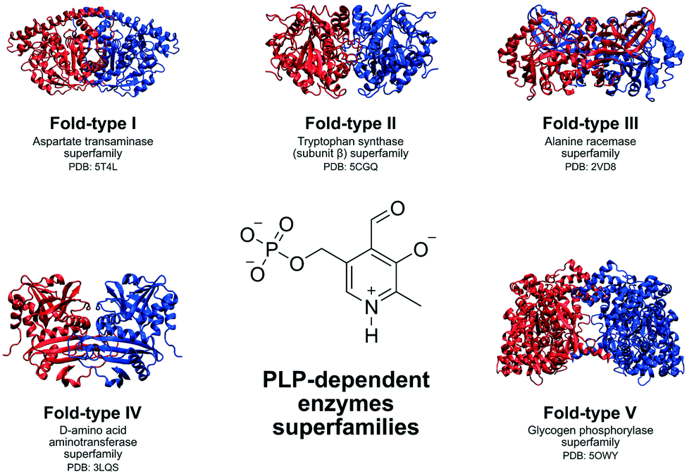 PLP-dependent enzymes as important biocatalysts for the 訳あり P.L.P. 洋楽