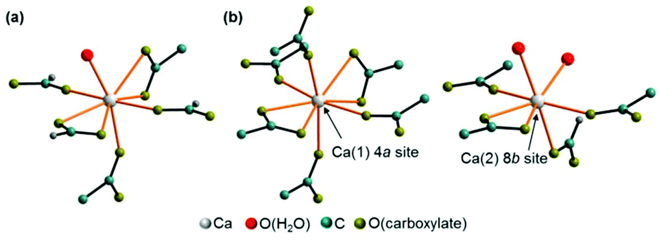 Coordination sphere of the calcium ions in the crystal structure of Ca(CH3C...