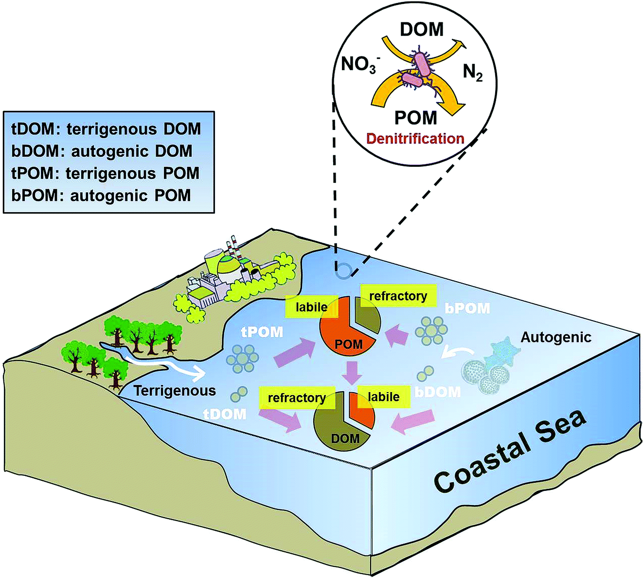 Role of organic components in regulating denitrification in the coastal  water of Daya Bay, southern China - Environmental Science: Processes &  Impacts (RSC Publishing) DOI:10.1039/C8EM00558C