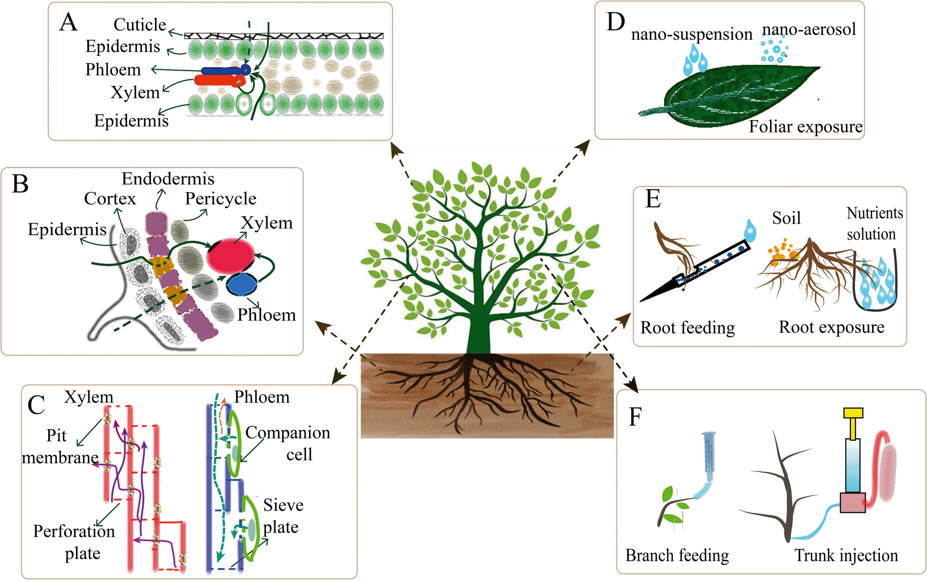 Xylem And Phloem A Plants Source And Sink Anna S Plants