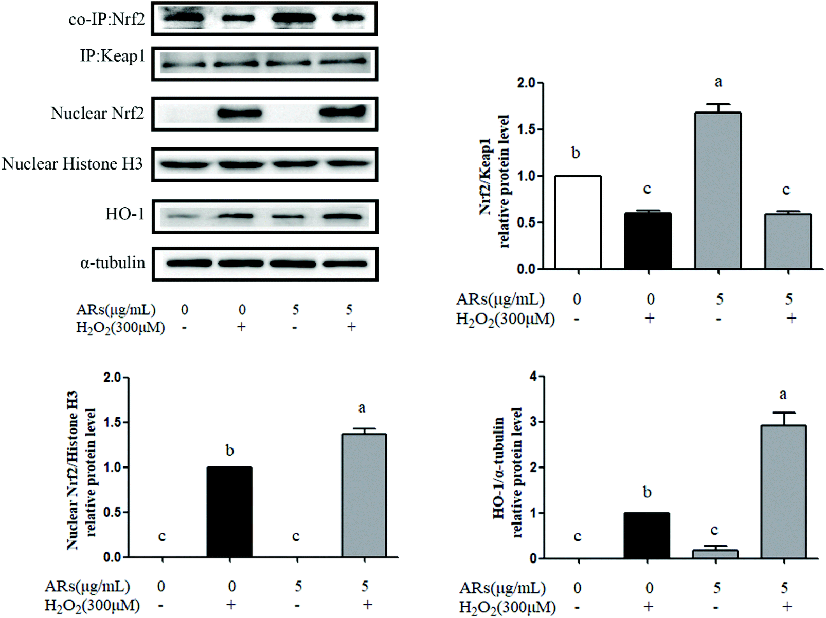 The isoquinoline PRL-295 increases the thermostability of Keap1 and  disrupts its interaction with Nrf2 - ScienceDirect