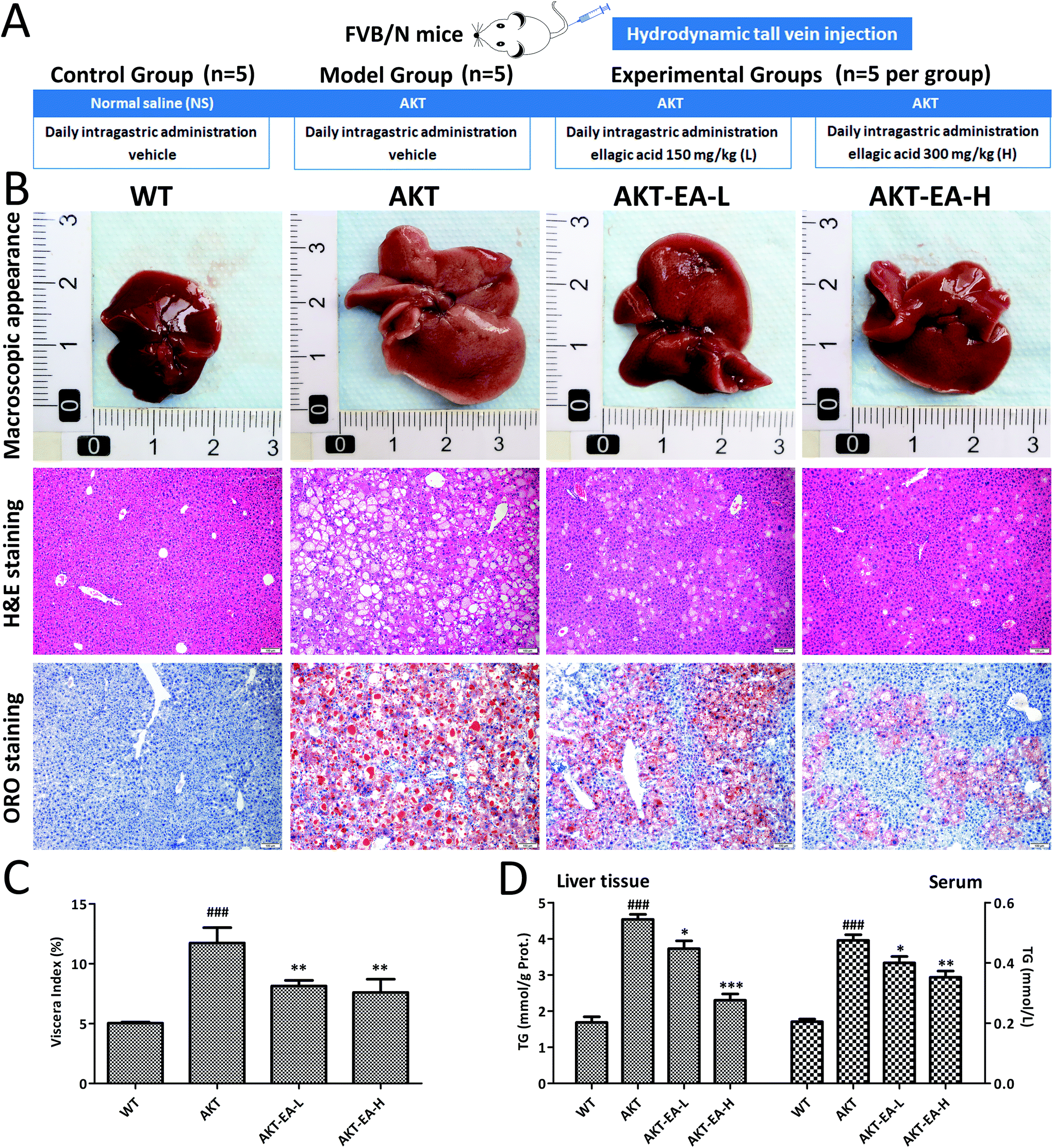 Ellagic Acid Ameliorates Akt Driven Hepatic Steatosis In