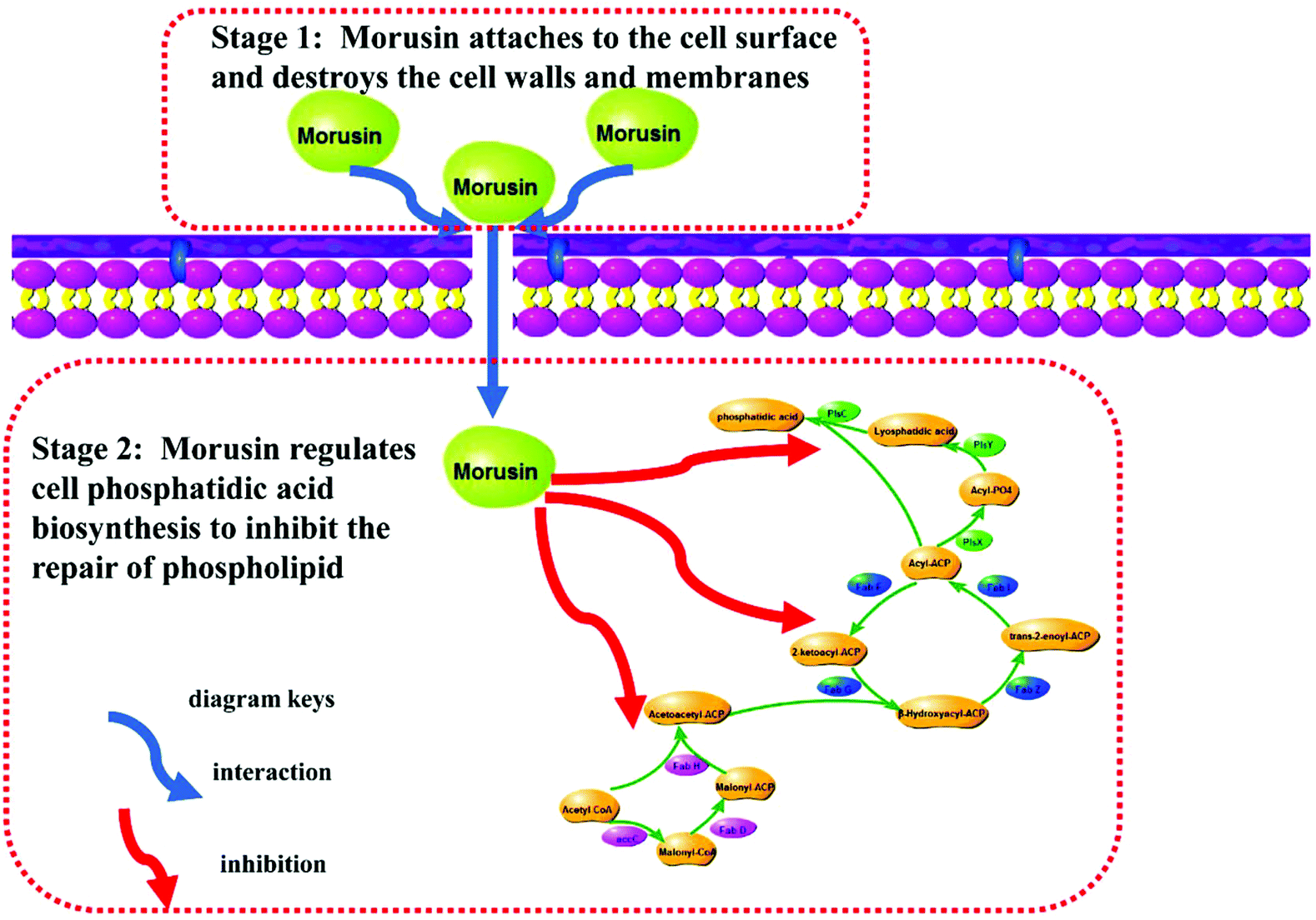 Staphylococcus aureus: A new mechanism involv
