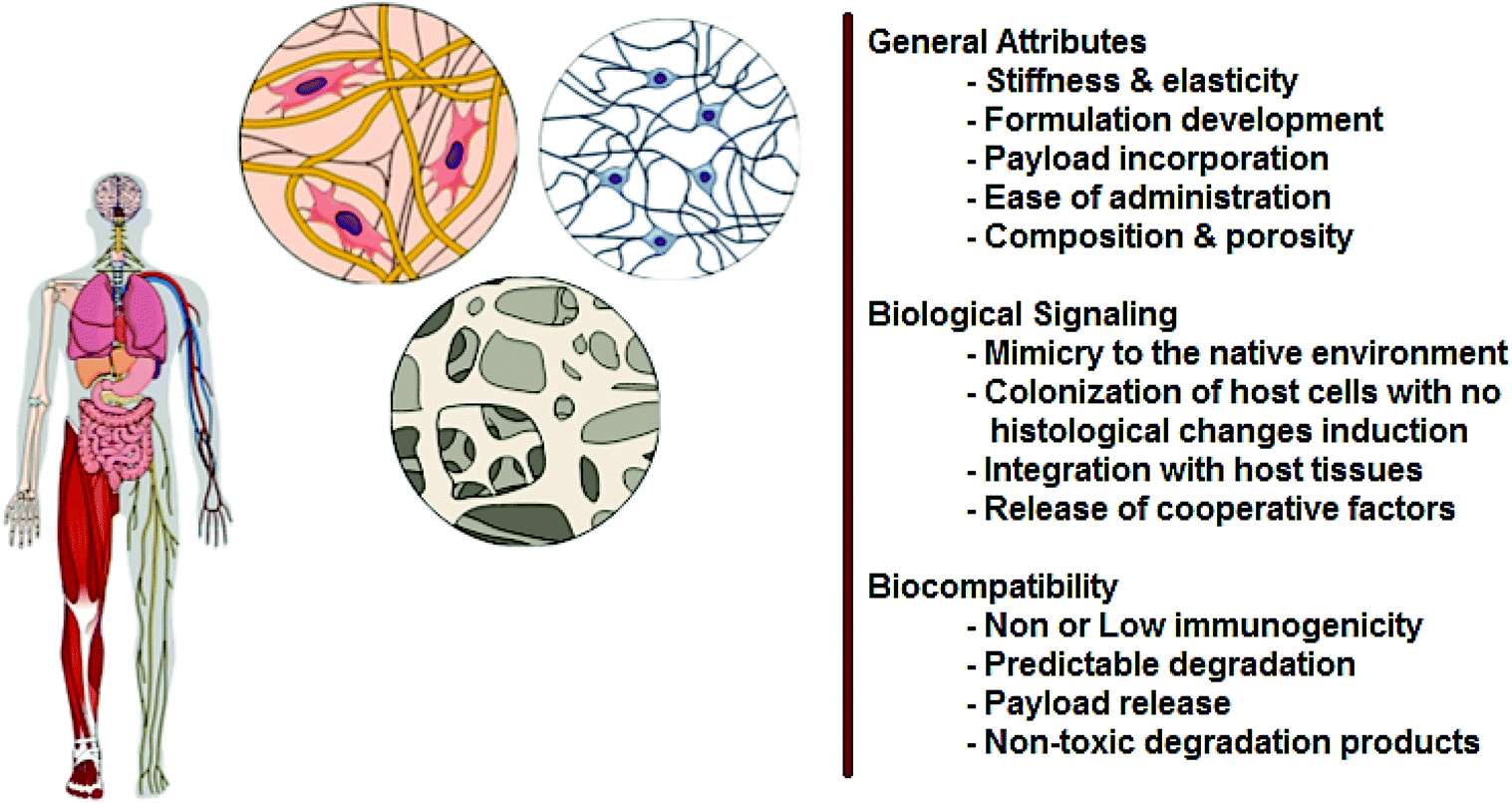 Plants And Plant Based Polymers As Scaffolds For Tissue Engineering Green Chemistry Rsc Publishing Doi 10 1039 C9gc02391g