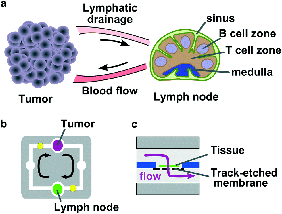 Two-way communication between ex vivo tissues on a microfluidic