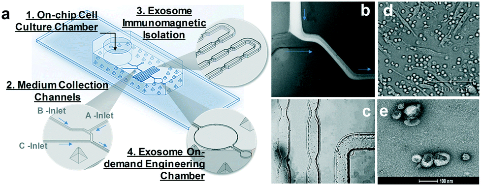 Microfluidic On Demand Engineering Of Exosomes Towards Cancer