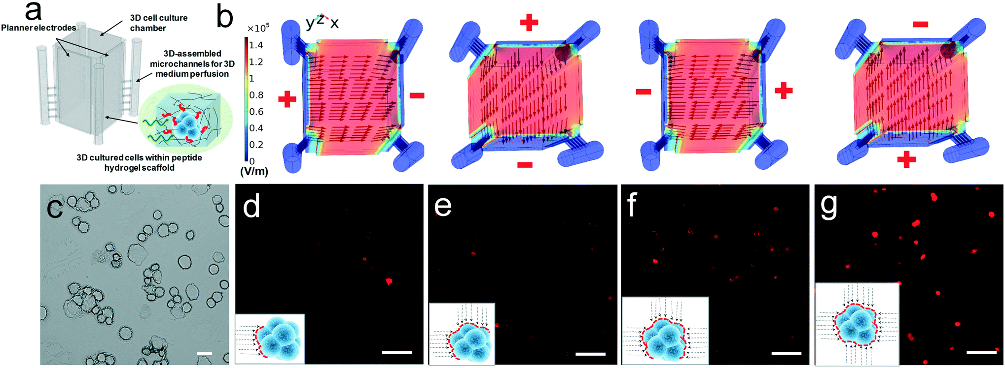 Download 3d Printing Enabled Micro Assembly Of A Microfluidic Electroporation System For 3d Tissue Engineering Lab On A Chip Rsc Publishing Doi 10 1039 C9lc00046a