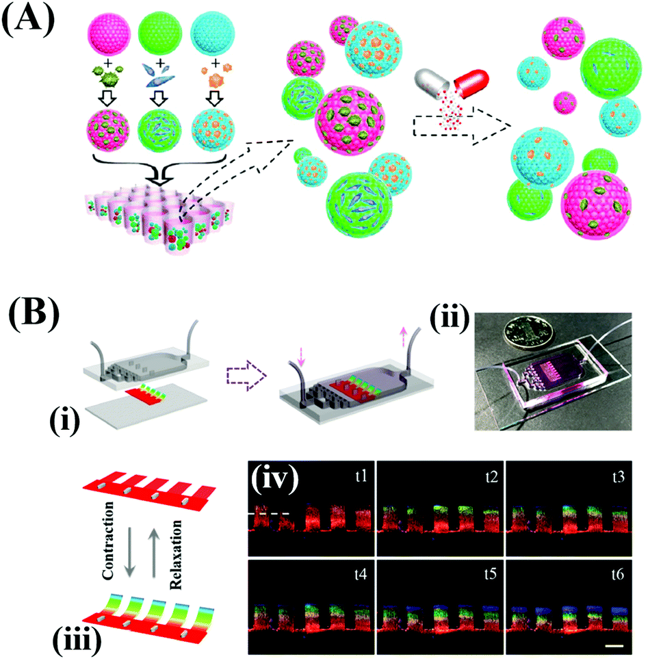 Bio-inspired intelligent structural color materials - Materials Horizons  (RSC Publishing) DOI:10.1039/C9MH00101H