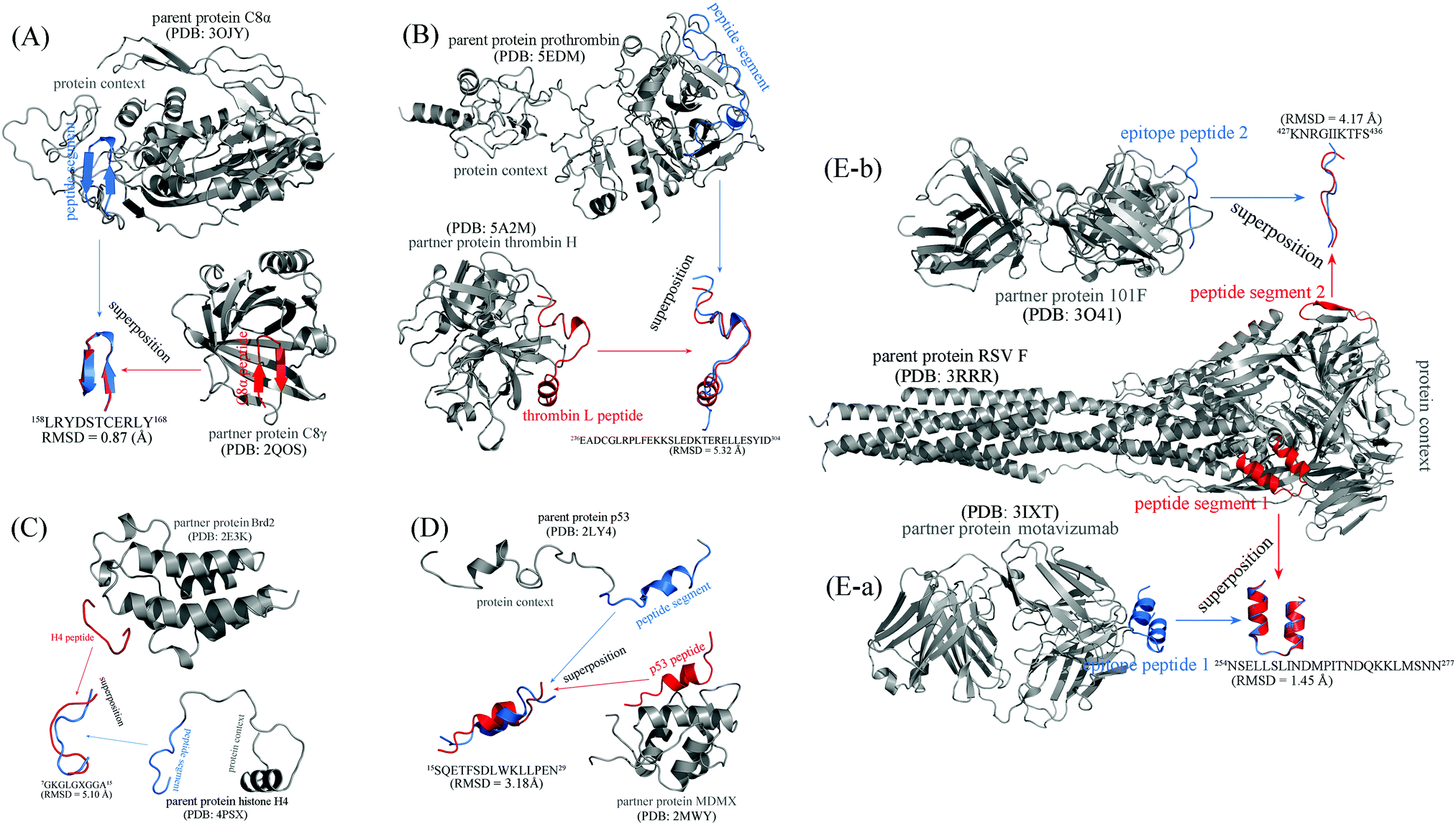 Is Protein Context Responsible For Peptide Mediated Interactions Molecular Omics Rsc Publishing Doi 10 1039 C9mok