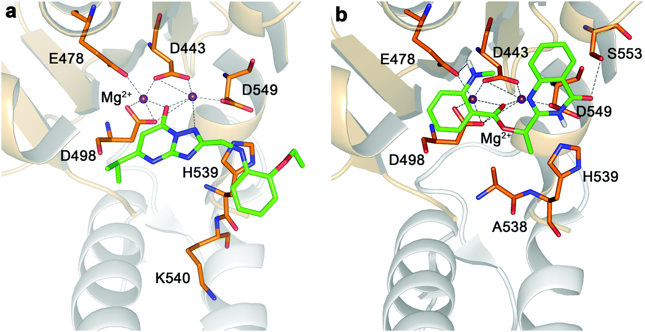 In silico study of 3-hydroxypyrimidine-2,4-diones as inhibitors of 