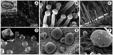 Salvia divinorum non-glandular trichomes (light microscopy). a