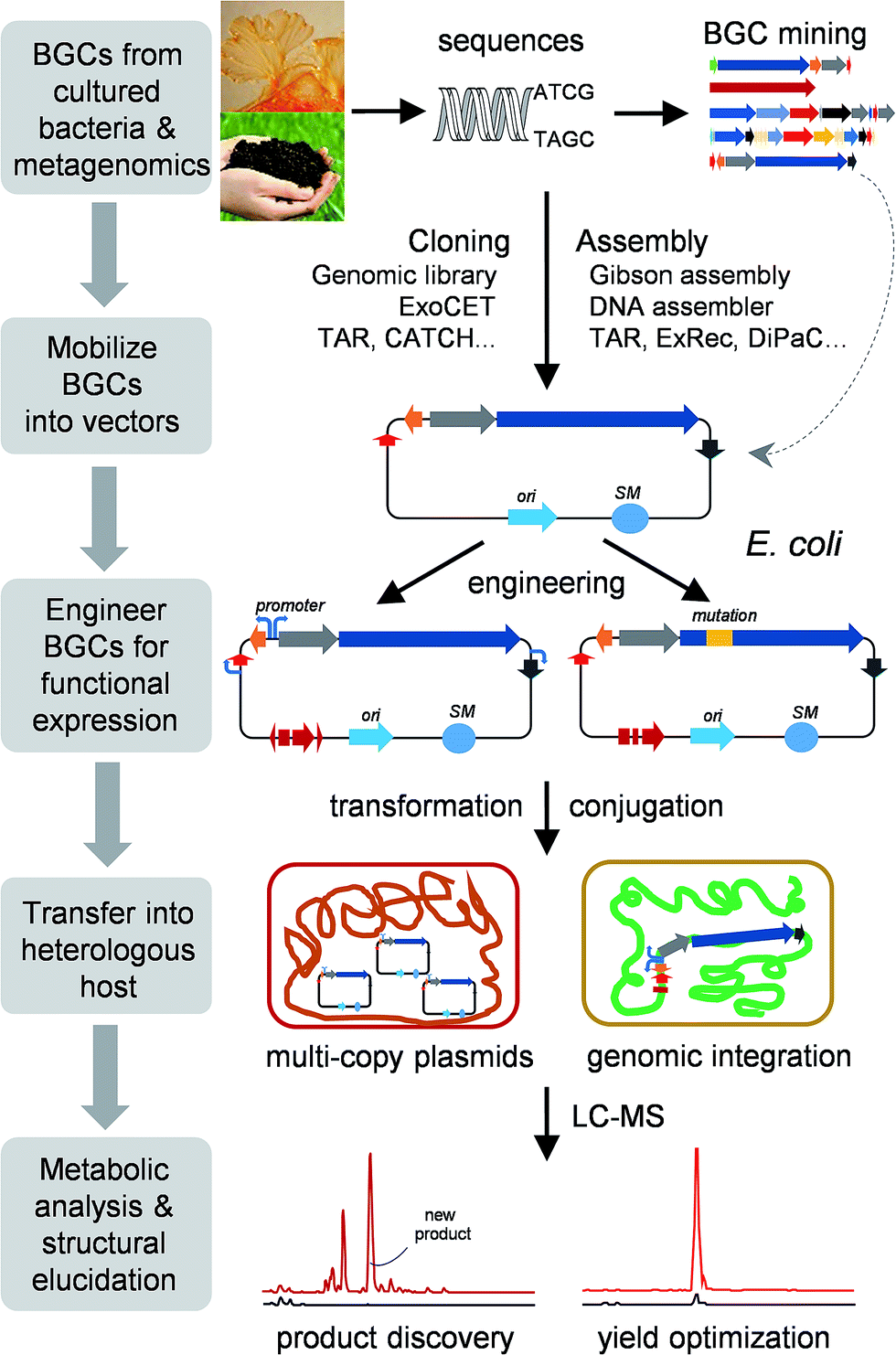 Heterologous Expression Of Bacterial Natural Product Biosynthetic Pathways Natural Product Reports Rsc Publishing Doi 10 1039 C8np00091c