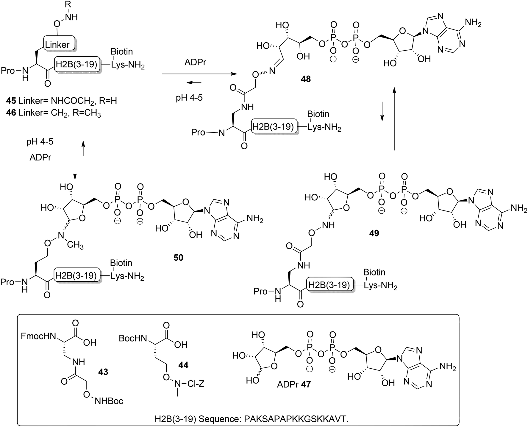Medicinal Chemistry Perspective on Targeting Mono-ADP-Ribosylating PARPs  with Small Molecules